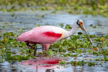 Poster - Roseate spoonbill at Orlando Wetlands park.