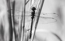 Large Black Dragonfly In Reed Bed In Mauritius Monochrome Black And White Image