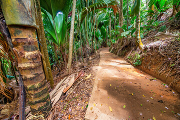 Wall Mural - Beautiful trail of Seychelles with tropical vegetation