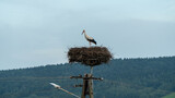 Fototapeta Na ścianę - Stork in the nest. Stork's nest on a pole