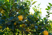 Lemon Tree With Denomination Of Origin, Orchard Of Murcia. Lemon Tree Full Of Lemons And Leaves On A Sunny Day. Spain