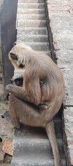 We found this baby monkey very beautiful, so we wanted to take a photo of this time and show its beauty in front of people.