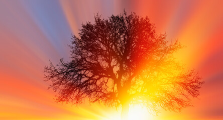 Poster - Lone dry tree at amazing sunset, sun rays in the background