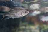 Fototapeta Zwierzęta - 水面近くを泳ぐ魚