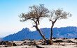 Baumgruppe im Hajar Bergmassiv,Oman,