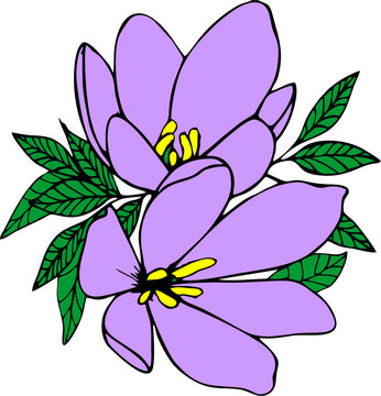color graphic drawing of two large purple flowers with a black outline, isolated element, decor