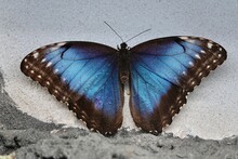 Peleides Blue Morpho - Morpho Peleides - Tropical Butterfly Sitting On White Wall Near The Ground. High Quality Photo