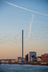 Wall Mural - The Starlings over Brighton Seafront