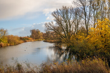 Wall Mural - Dutch National Park De Biesbosch in autumn colours. Some of the trees are already bare and the leaves of the other trees have changed color. It is an almost windless day in the fall season.