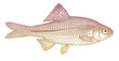 Genuine bitterling acheilognathus melanogaster, threatened freshwater fish endemic to Japan