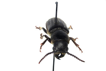 Spondylis buprestoides, a 50 years old specimen from beetle collection.