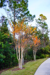 Poster - Colorful winter tropical tree leaf