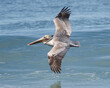 Male Brown Pelican Flying at Redondo Beach