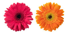 Red Orange  Gerbera Flowers Isolated On Transparent Background