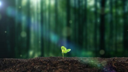 time-lapse photography of grass seeds sprouting in primeval forest.