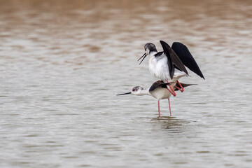 Two beautiful black winged stilt (Himantopus himantopus) during mating