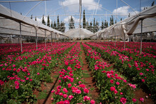 Large Open Greenhouse With Red Roses