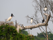 Jabiru, Wood Storks And Black Vulture Standing On Fallen Dead Tree