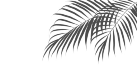 Wall Mural - realistic shadow palm leaves cut out transparent backgrounds 3d rendering png files