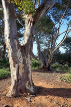 Eucalyptus Trees In Australian Bushland In Morning Sunlight