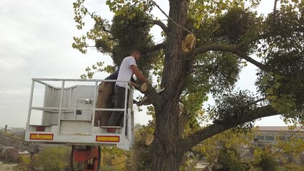 Poster - Two male service workers cutting down big tree branches with chainsaw from high chair lift platform