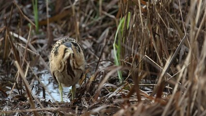 Poster - A rare hunting Bittern, Botaurus stellaris, searching for food in a reedbed at the edge of a lake.	