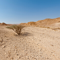 Canvas Print - Life in a lifeless desert