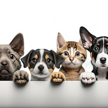 Row Of The Tops Of Heads Of Cats And Dogs With Paws Up, Peeking Over A Blank White Sign. Sized For Web Banner Or Social Media Cover