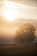 Poster - Beautiful Sunny Beech Forest with Fog in Autumn season