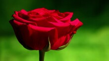 A Red Rose In Dappled Sunlight With Sunlight And Shadows  In Background. A Gentle Breeze Ruffles The Petals And Causes Moving Shadows.