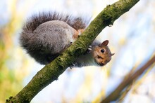 Grey Squirrel Sitting On Branch Looking Down