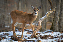 White-tailed Deer In Winter Forest