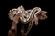 © lunaphotography - Beautiful ball python in black background