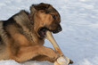 A happy dog gnawing a fresh beef bone. The best safe bones for dogs are unprocessed cattle bones. The dog is crossbreed of Tibetan mastiff and German shepherd. Dog bone.