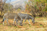 Fototapeta Sawanna - Cape Burchell's Zebra in savannah in South Africa