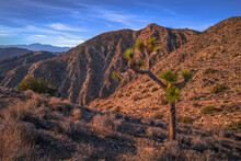 Joshua Tree National Park Landscape Series, Keys View Summit At Sunset, A High Viewpoint With Palm Trees, Indio Hills, And Mountains In Southern California, USA