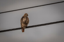 Red-Tailed Hawk Preens While Perched On A Power Line