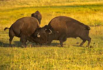 Poster - Bison RUT 