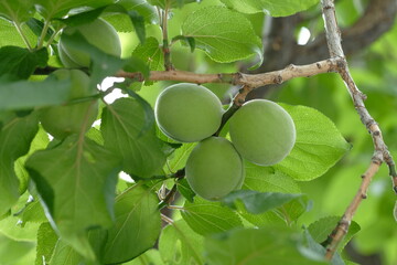 Wall Mural - Japanese apricot and green leaves