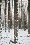 Fototapeta Las - Magic of the winter forest. No people in the snow-covered countryside woods.