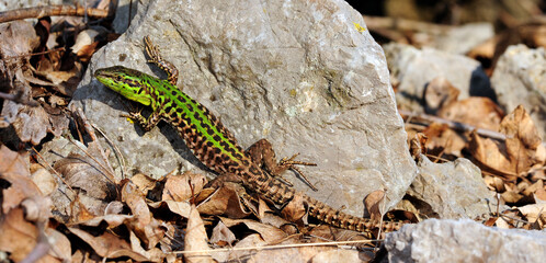 Poster - Italian Wall Lizard // Ruineneidechse (Podarcis siculus campestris) - Krk island, Croatia