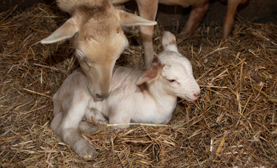 New katahdin sheep lamb getting cleaned up by mom