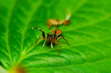 Looking through a macro lens. Serious Macro Photography Details. Interesting facts are revealed with good quality lens and digital camera and most important a pair of steady hands with keen interest