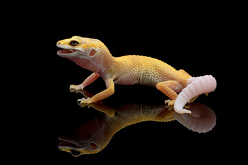 Wall Mural - eublepharis macularius sunglow lemon frost enigma juvenile closeup on black background