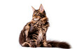 © Marina - A big maine coon kitten in studio on white background, isolated.