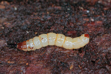 Awl Fly Larva On Rotten Wood (Xylophagus Sp).