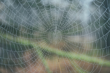 spider web with dew