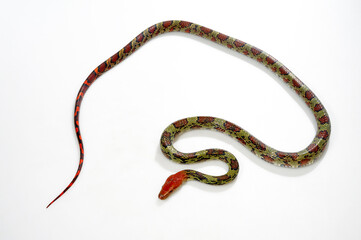 Wall Mural - Blumennatter // Flower snake or Moellendorf's rat snake (Elaphe moellendorffi / Orthriophis moellendorfii)