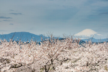 Wall Mural - 吾妻山公園山頂から見た満開の桜と冠雪の富士山