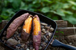 Stickily baked sweet potato with stone in frypan and green nature on background. Premium product concept.